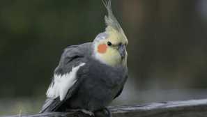 Jak nezávisle určit věk corella